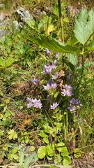 Gentianella ramosa