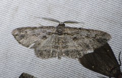 Iridopsis obliquaria