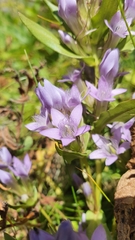 Gentianella ramosa