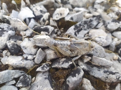 Prionotropis hystrix