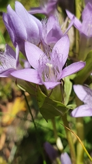 Gentianella ramosa