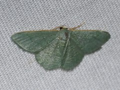 Xerochlora mesotheides