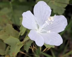 Pavonia dentata