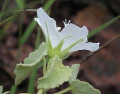 Pavonia dentata