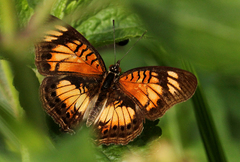 Junonia sophia