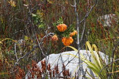 Liparia splendens splendens