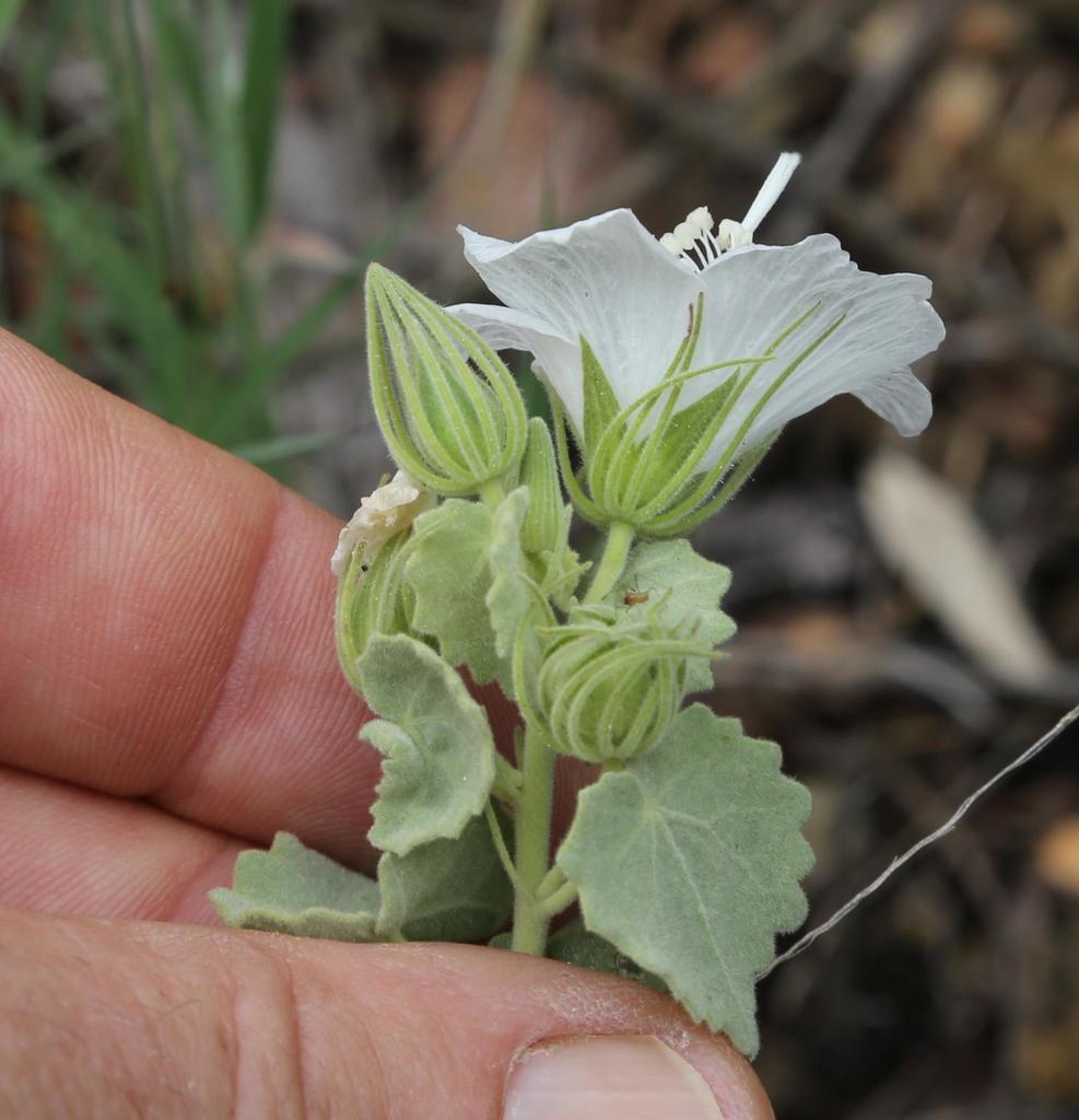 Pavonia dentata