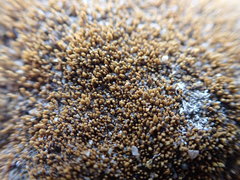 Ptychostomum moravicum