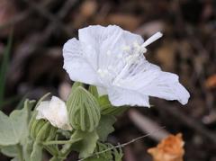Pavonia dentata
