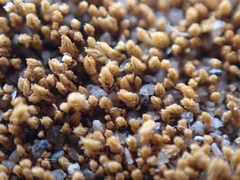 Ptychostomum moravicum