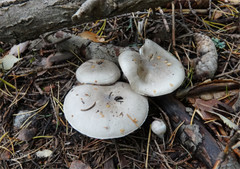 Tephroleuci