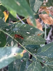 Trogomorpha arrogans