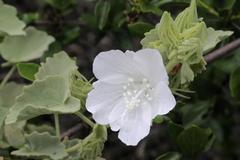 Pavonia dentata