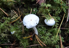 Hygrophorus piceae