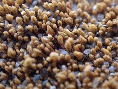 Ptychostomum moravicum