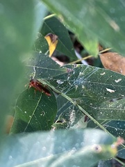 Trogomorpha arrogans