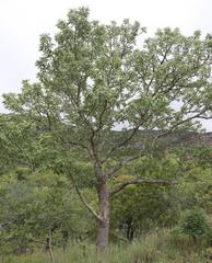 Entandrophragma caudatum