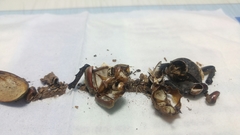 Trypoxylus dichotomus