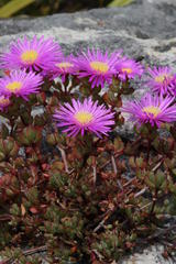 Lampranthus falciformis