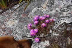 Lampranthus falciformis