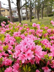 Rhododendron