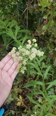 Verbesina walteri