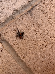 Phidippus cardinalis