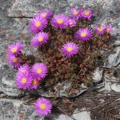 Lampranthus falciformis