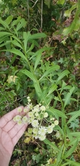 Verbesina walteri