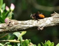 Megachilini