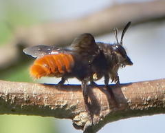 Megachilini