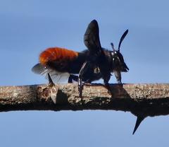 Megachilini