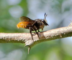 Megachilini