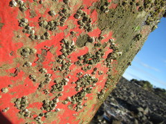 Austrominius modestus