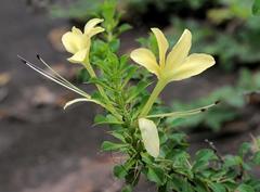 Barleria rotundifolia