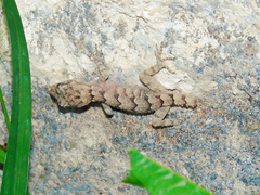 Mediodactylus heterocercus