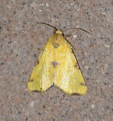Azenia perflava