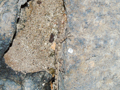 Mediodactylus heterocercus