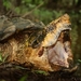 Suwannee Alligator Snapping Turtle - Photo (c) Jay york, some rights reserved (CC BY-NC), uploaded by Jay york