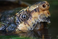 Macrochelys suwanniensis