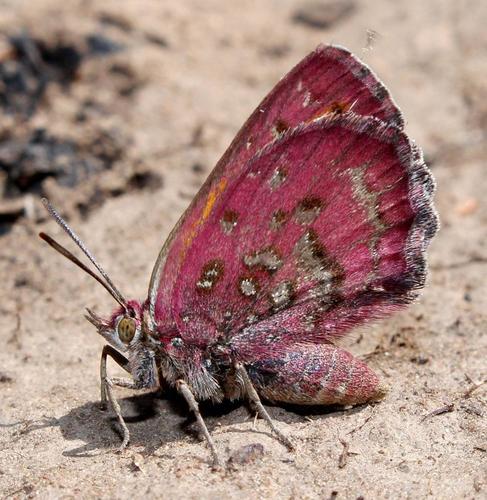 Dickson's Copper