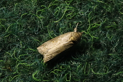 Nycteola asiatica