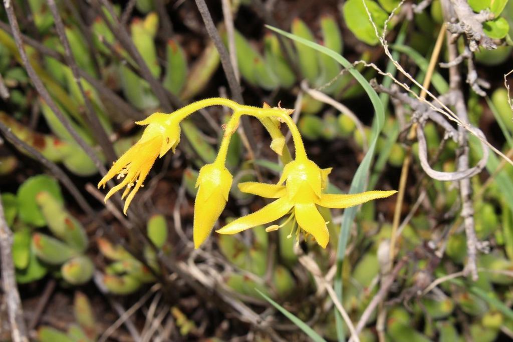 Cotyledon campanulata 2