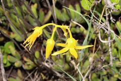 Cotyledon campanulata