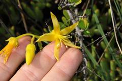 Cotyledon campanulata
