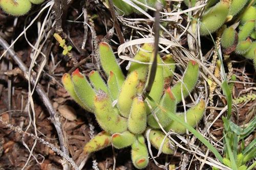 Cotyledon campanulata