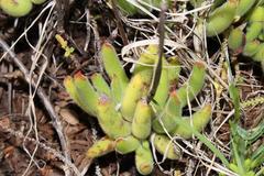 Cotyledon campanulata