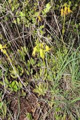 Cotyledon campanulata