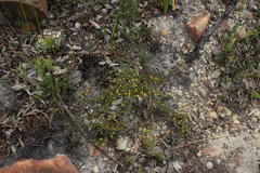 Aspalathus juniperina juniperina