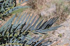 Encephalartos lehmannii